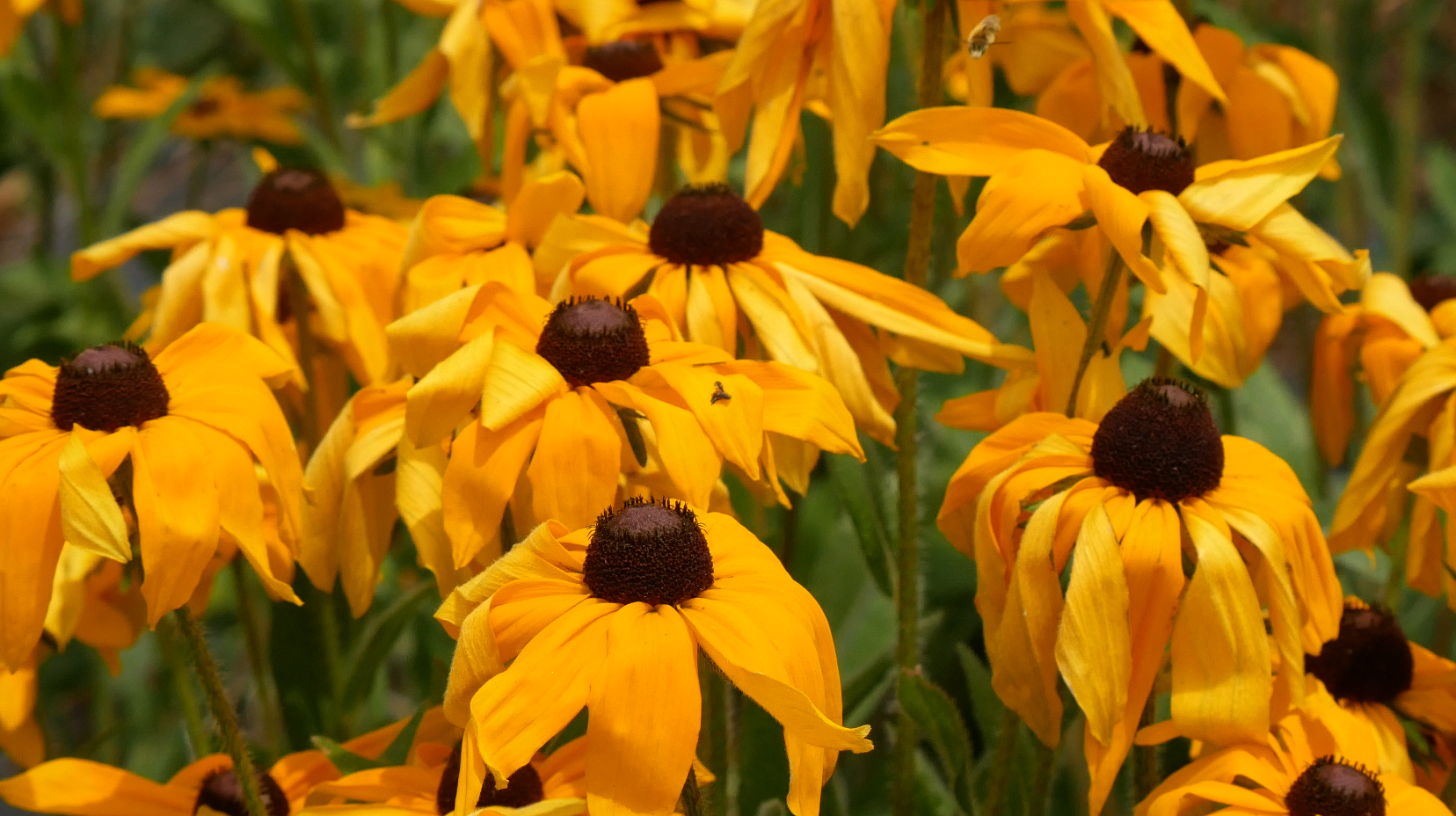black eyed susan flower