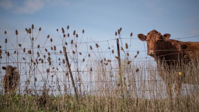 cow in field