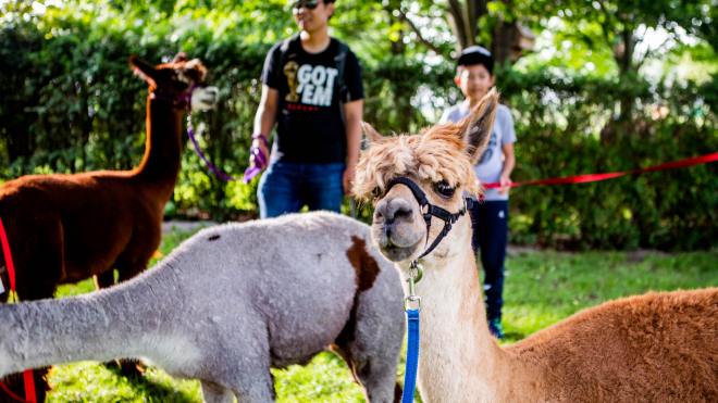 People walking alpacas 