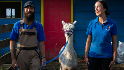 Man and woman with an alpaca