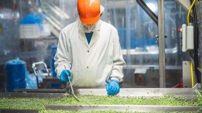 Man sorting peas