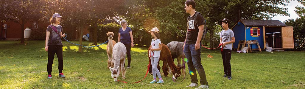 Family walking alpacas